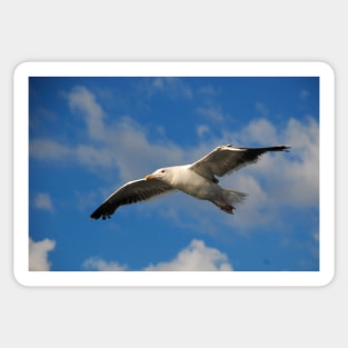 Jonathan Livingston Sticker